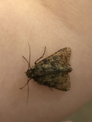Mamestra brassicae