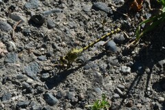Ophiogomphus severus
