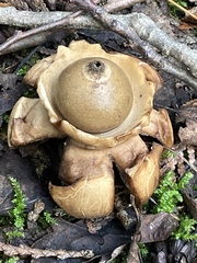 Geastrum triplex