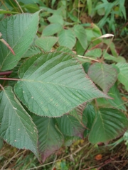 Rubus allegheniensis