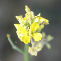 Erysimum crassistylum
