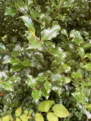 Ilex aquifolium