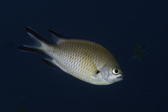 Chromis limbata