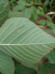 Rubus allegheniensis