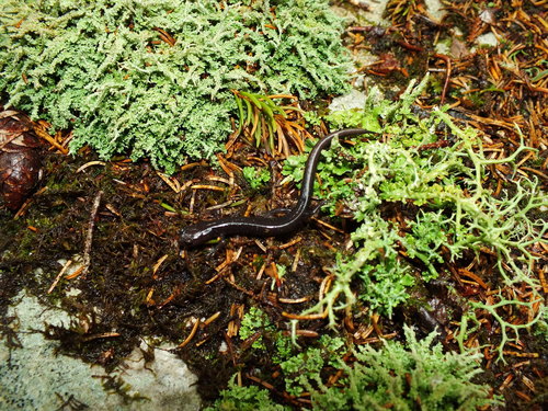 Cheat Mountain Salamander