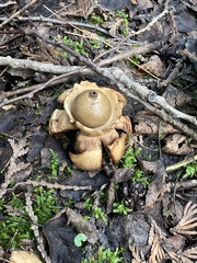 Geastrum triplex