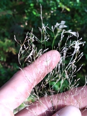 Agrostis perennans