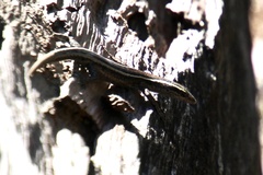 Cryptoblepharus pulcher
