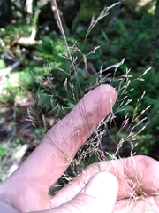 Agrostis perennans