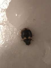 Hyperaspis trifurcata