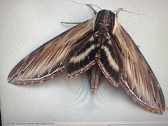 Sphinx kalmiae