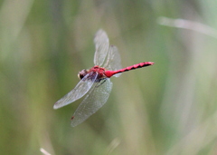 Sympetrum obtrusum