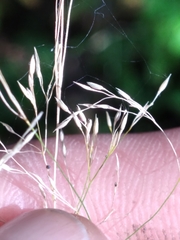 Agrostis perennans