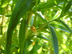 Agrotera nemoralis