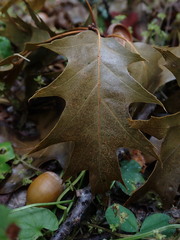 Quercus rubra