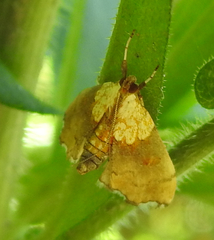 Agrotera nemoralis