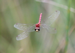 Sympetrum obtrusum