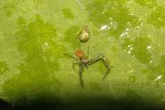 Misumenoides formosipes