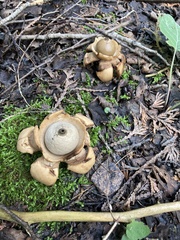 Geastrum triplex