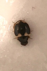 Hyperaspis trifurcata