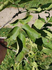 Fraxinus pennsylvanica