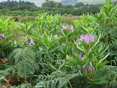 Rhododendron ponticum