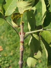 Fraxinus pennsylvanica