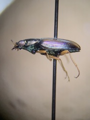 Bembidion confusum