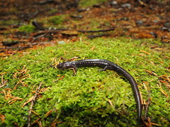 Plethodon nettingi
