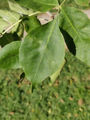 Fraxinus pennsylvanica
