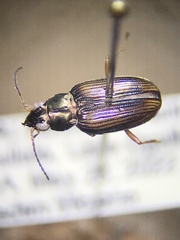 Bembidion confusum
