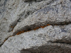 Polycauliona candelaria