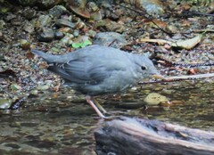 Cinclus mexicanus
