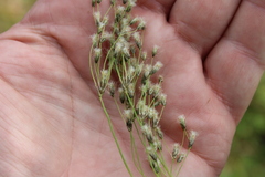 Scirpus longii