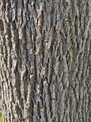 Fraxinus pennsylvanica
