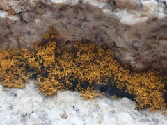 Polycauliona candelaria