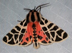 Apantesis nevadensis