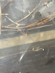 Clubionidae