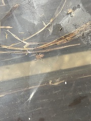 Clubionidae