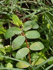 Euphorbia nutans