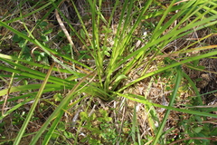 Scirpus longii
