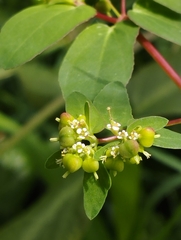 Euphorbia nutans