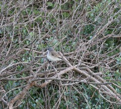 Motacilla capensis capensis