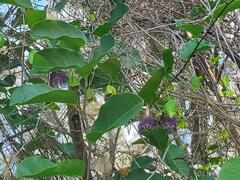 Passiflora laurifolia