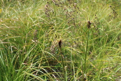 Scirpus longii