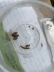 Lithobiomorpha