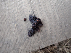 Urocyon cinereoargenteus