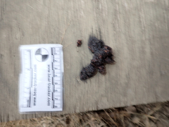 Urocyon cinereoargenteus