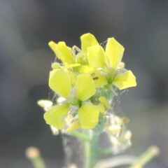 Erysimum crassistylum