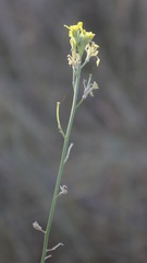 Erysimum crassistylum